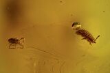 Fossil Aphid (Aphidoidea) And Mite (Arachnida) In Baltic Amber #109379-2